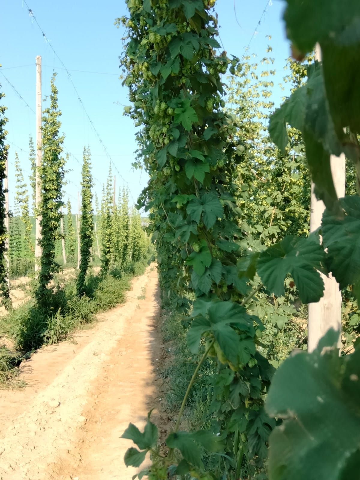 lúpulo, una planta trepadora